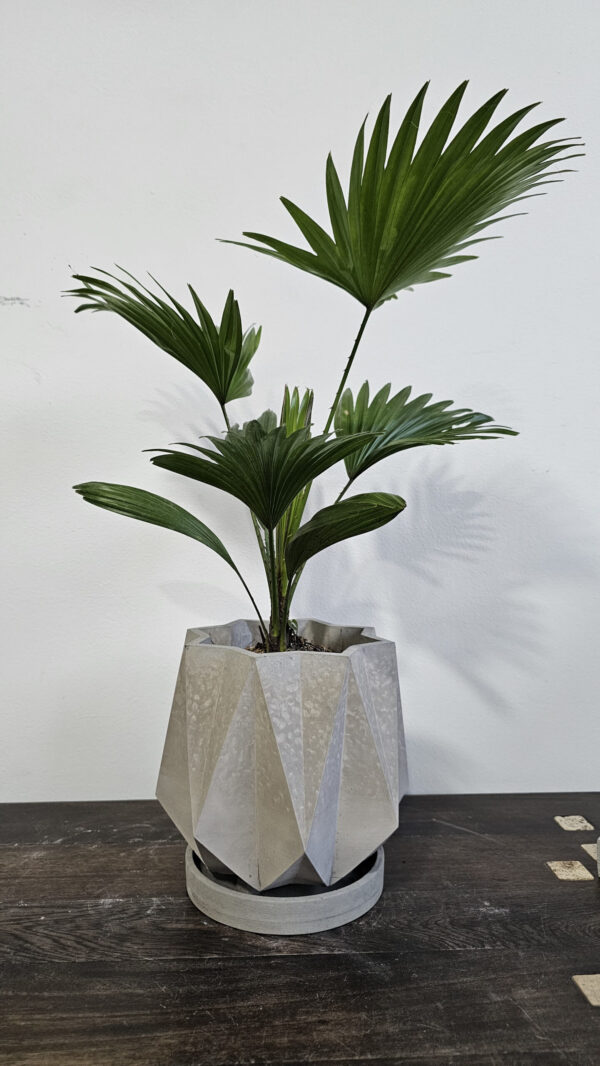 20240813_180734 Estrella Pequeña