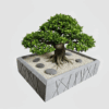 BONSAI 4 Bonsai