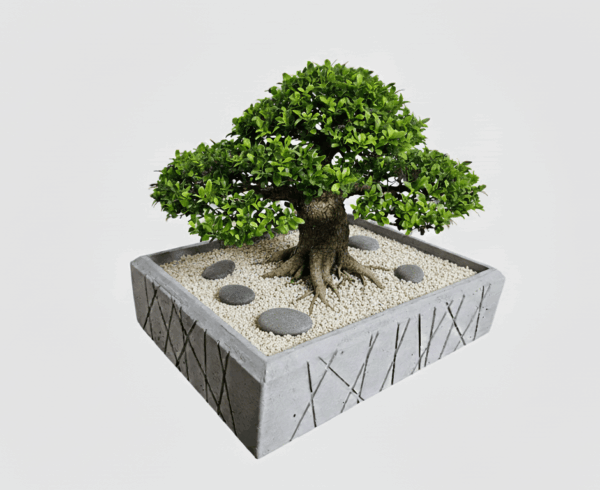 BONSAI 4 Bonsai