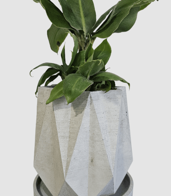 ESTRELLA MEDIANA 1 Estrella Mediana