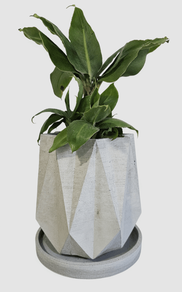 ESTRELLA MEDIANA 1 Estrella Mediana