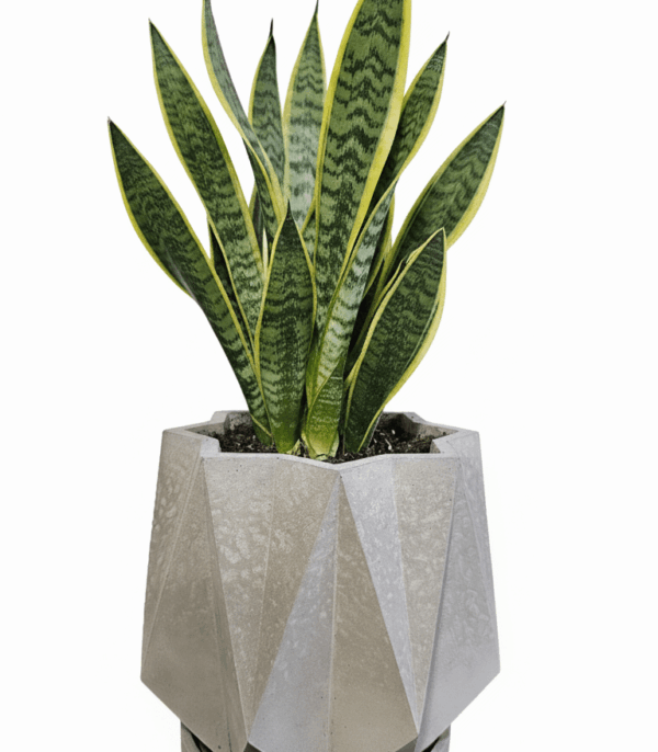 ESTRELLA PEQUEÑA 1 Estrella Pequeña