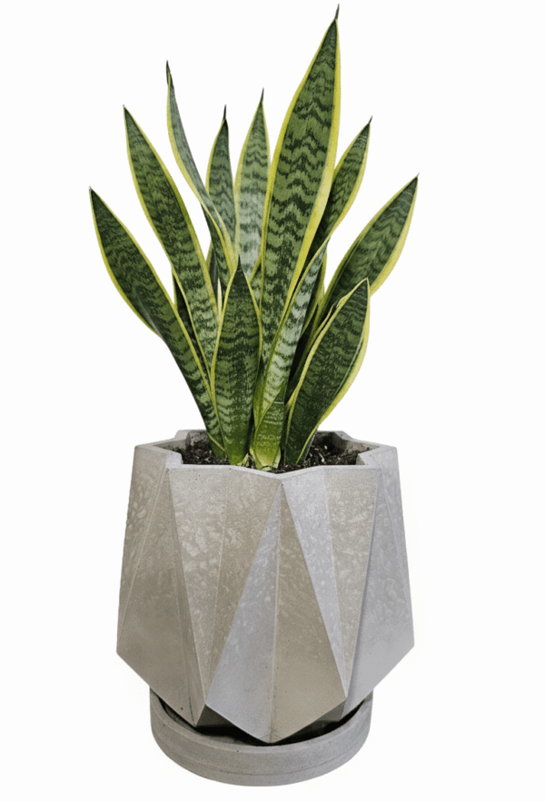 ESTRELLA PEQUEÑA 1 Estrella Pequeña